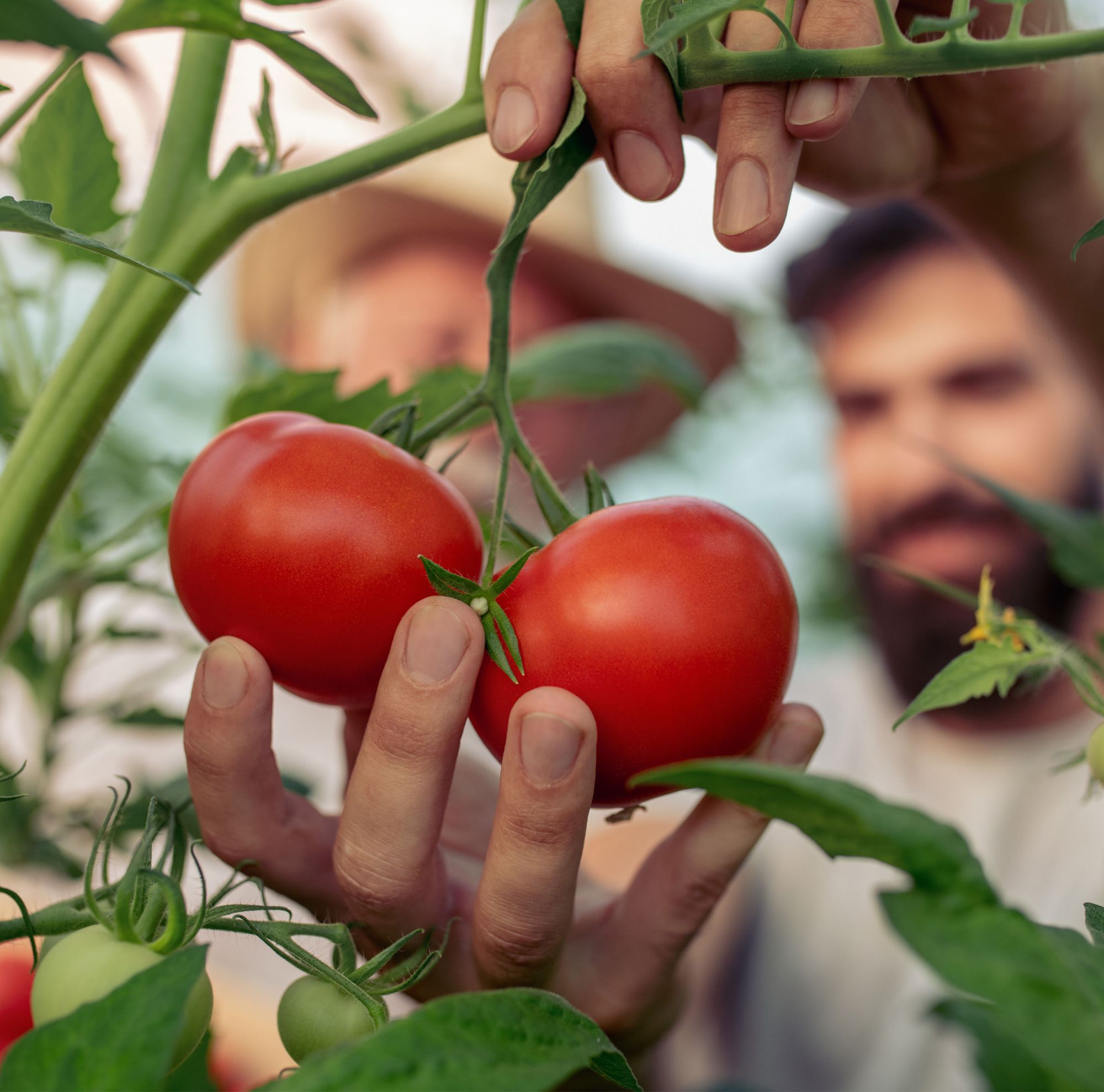 A farmer picking ripe red tomatoes from the vine 