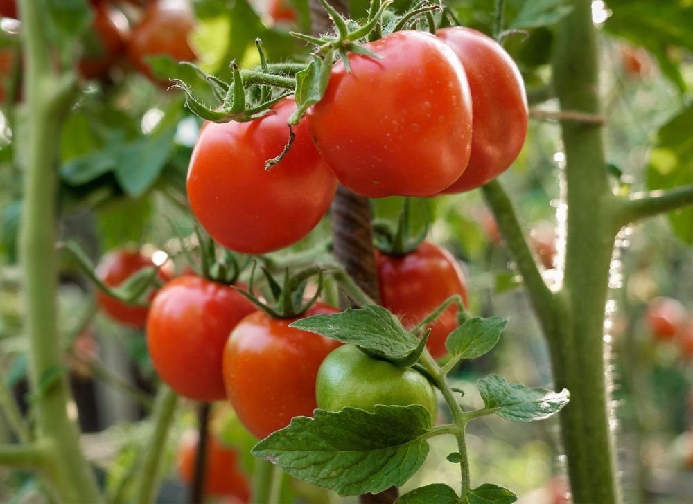 Close-up of big bunch of ripe red tomatoes growing at garden. 