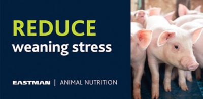 A banner that reads: Reduce weaning stress. 