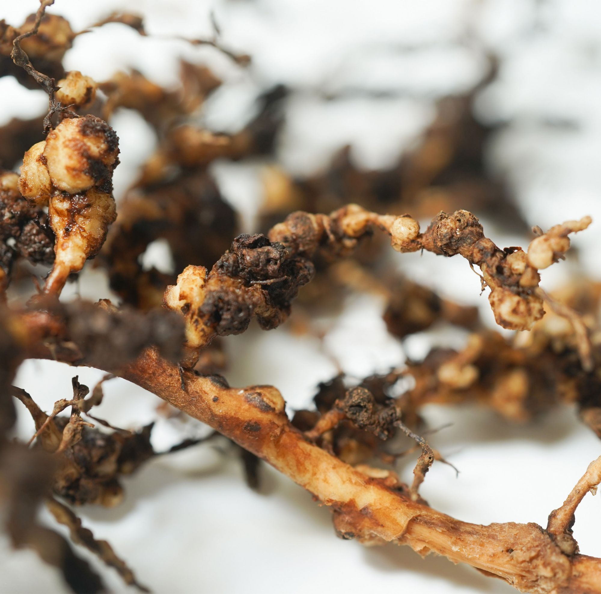 Close-up of root knots on a plant caused by root-knot nematodes. 