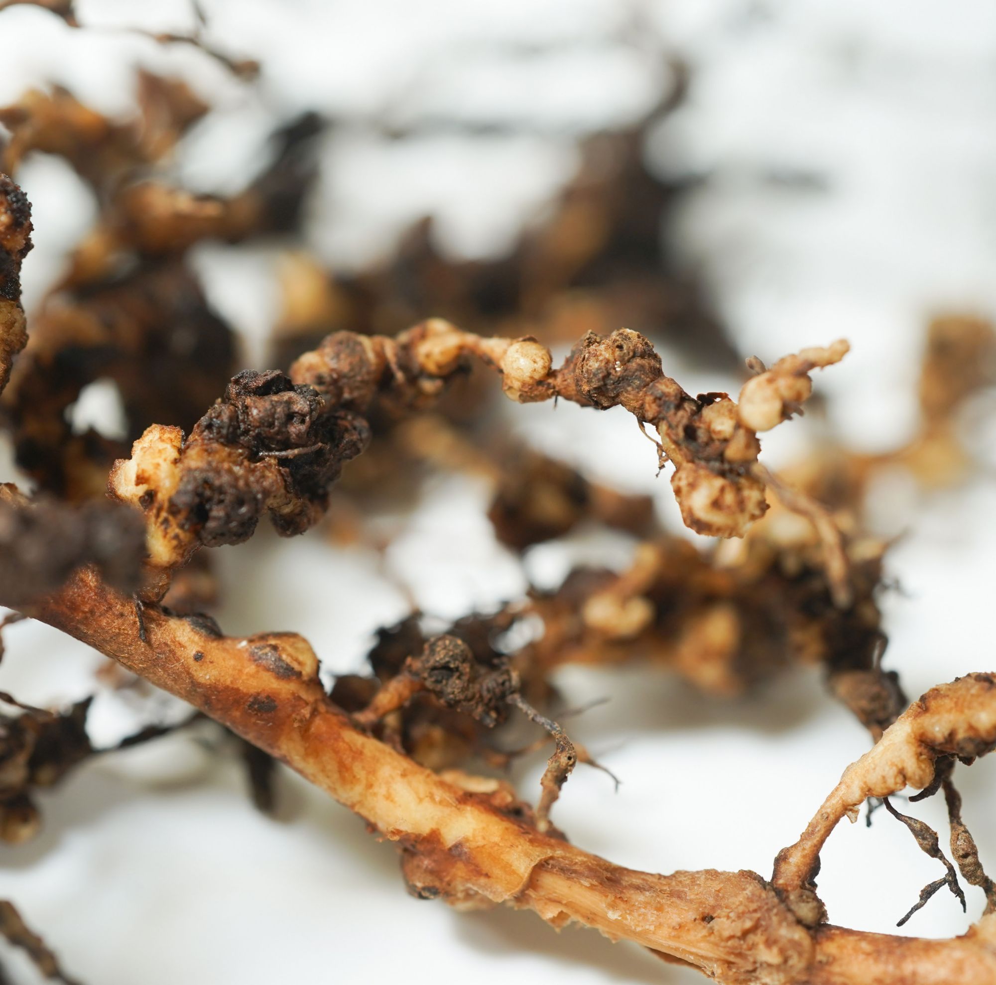 Close-up of root knots on a plant caused by root-knot nematodes. 