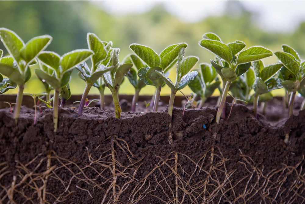 The soil cross-section reveals growing plants with deep roots 