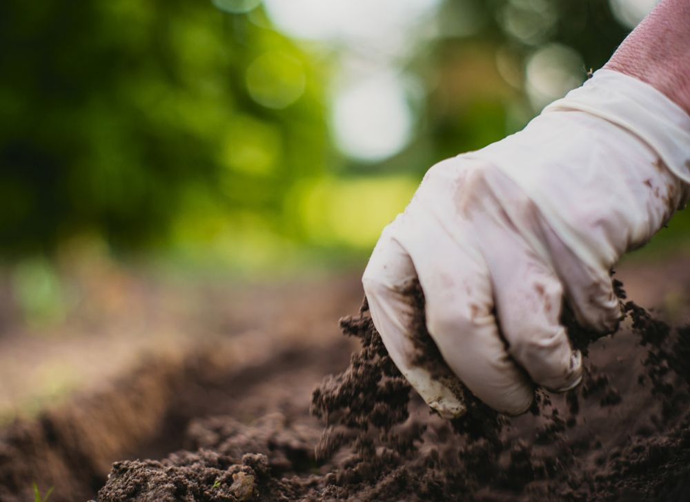 A gloved person grabs a handful of dirt.  
