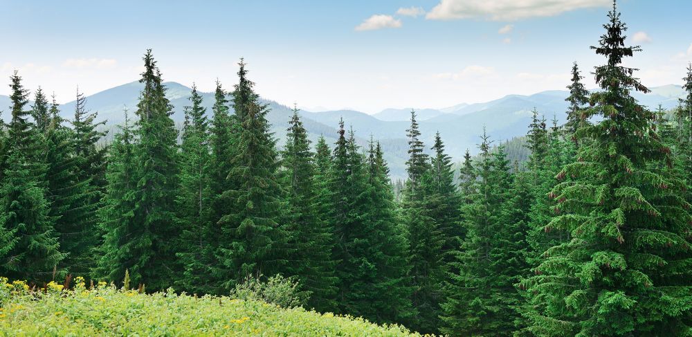 Spruce Trees with mountains in the background 