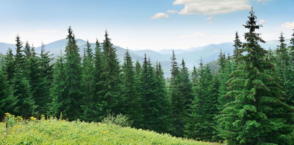 Spruce Trees with mountains in the background. 