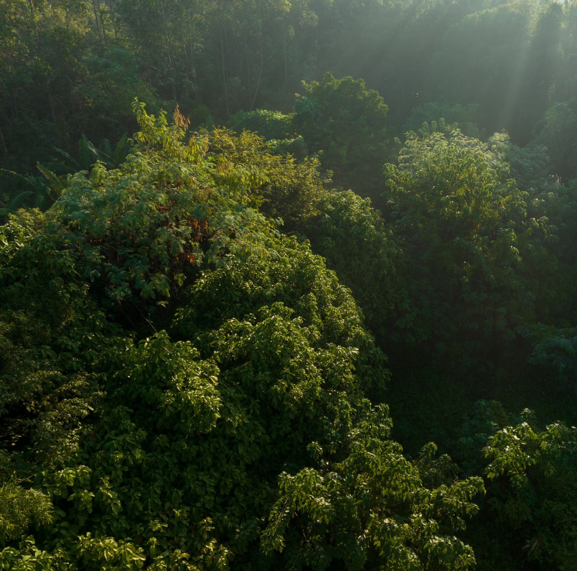 forest close up 