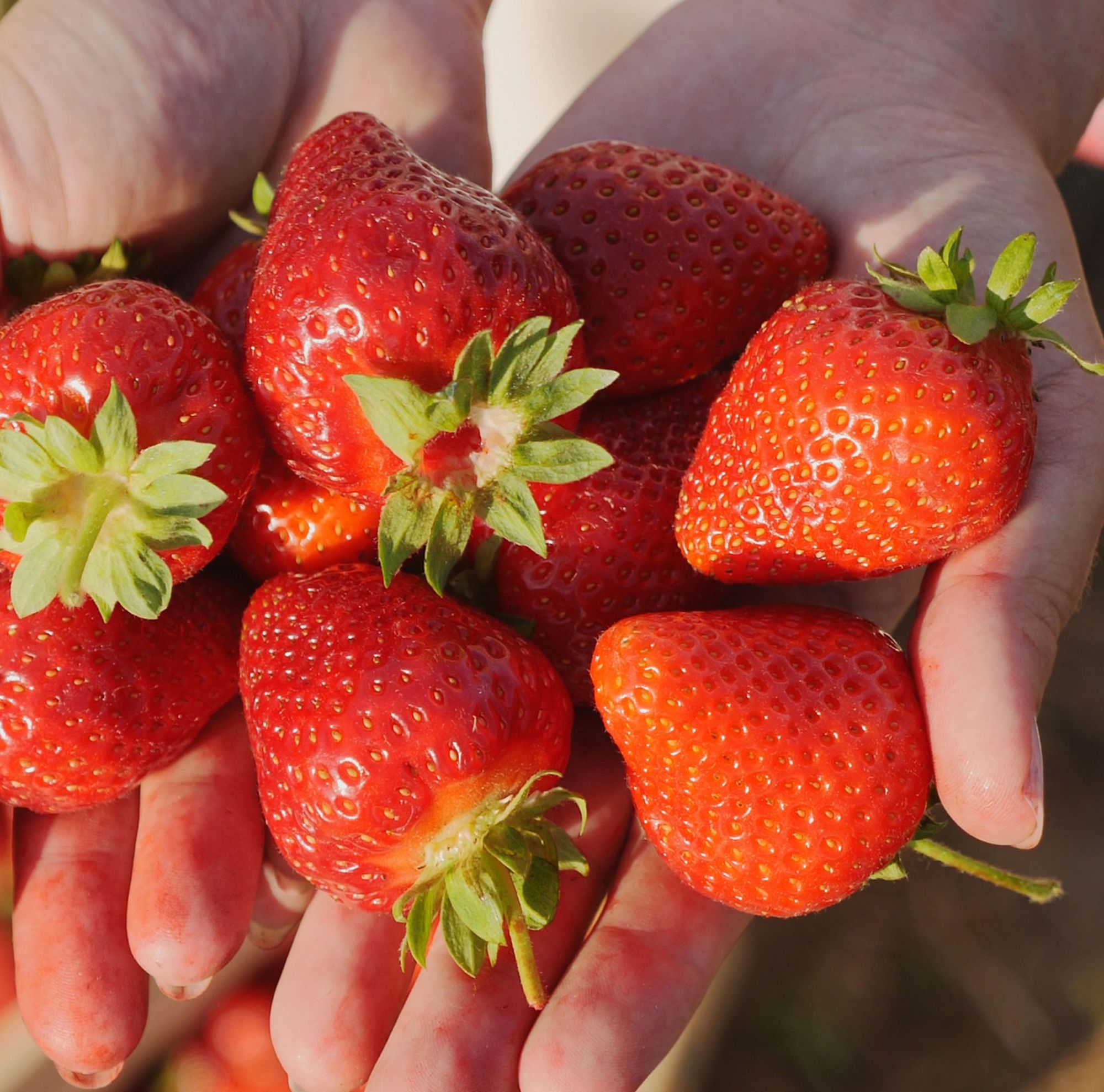 Farmer holding a handful of ripe strawberries. 