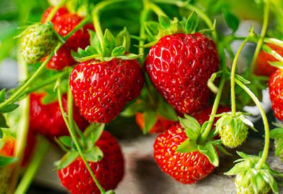 Ripe red strawberries growing on a vine 