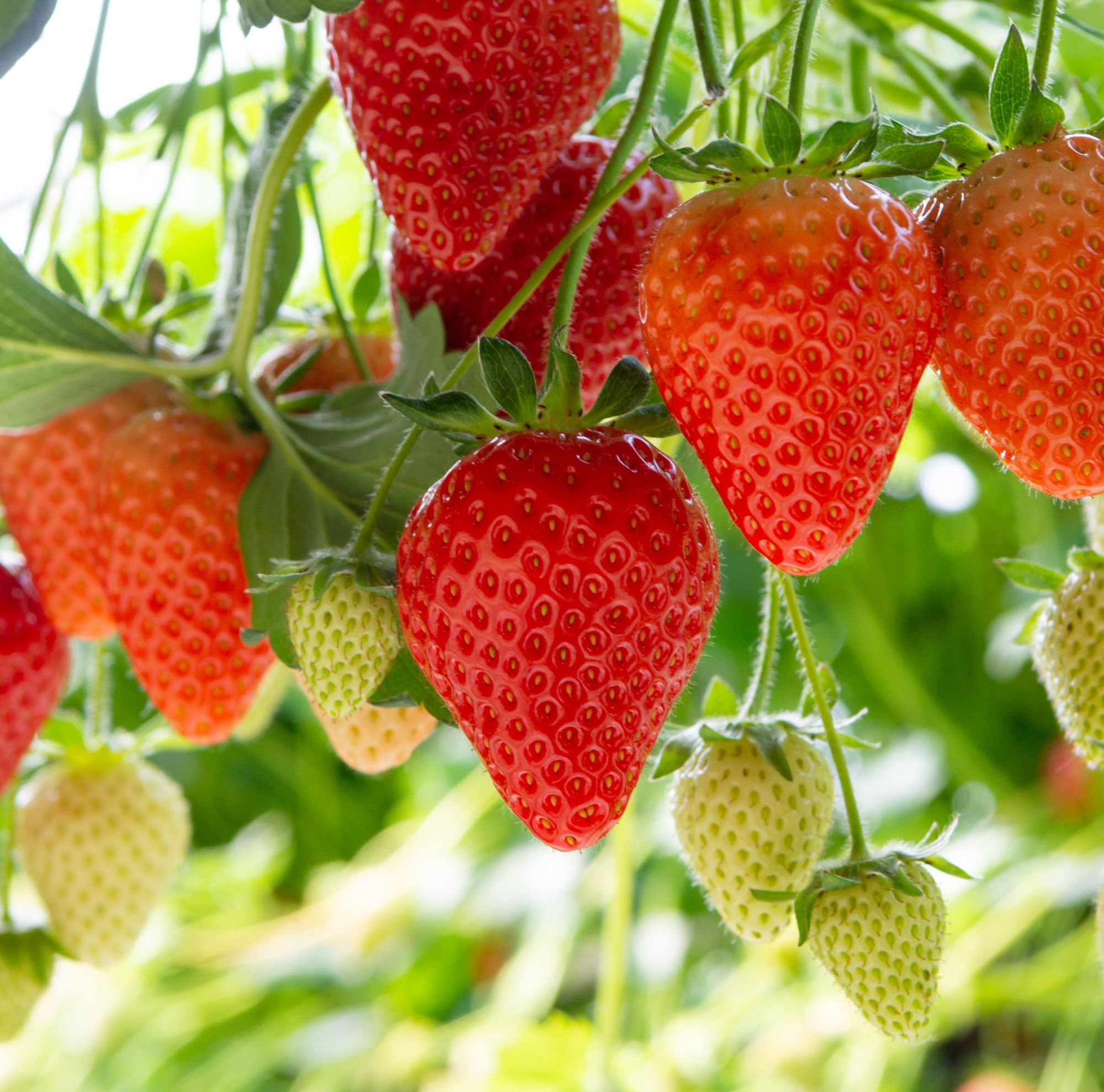 Ripe strawberries growing alongside unripe green strawberries. 
