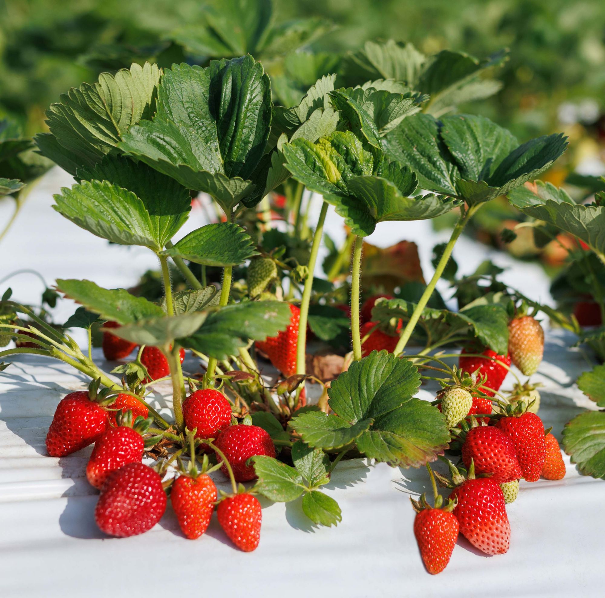 A close-up of strawberry plants growing in soil that’s partially covered in white plastic film. 
