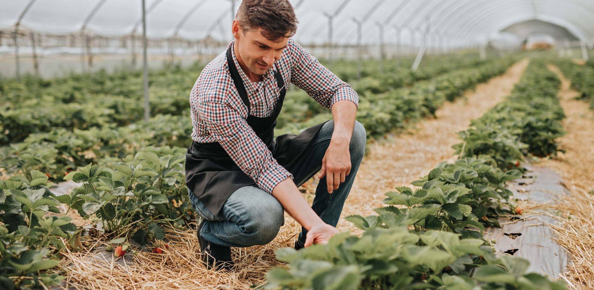 Farmer examining strawberry harvest in greenhouse. 