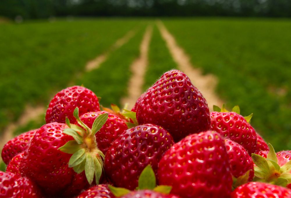 Close-up of freshly picked, ripe strawberries with a field in the background 