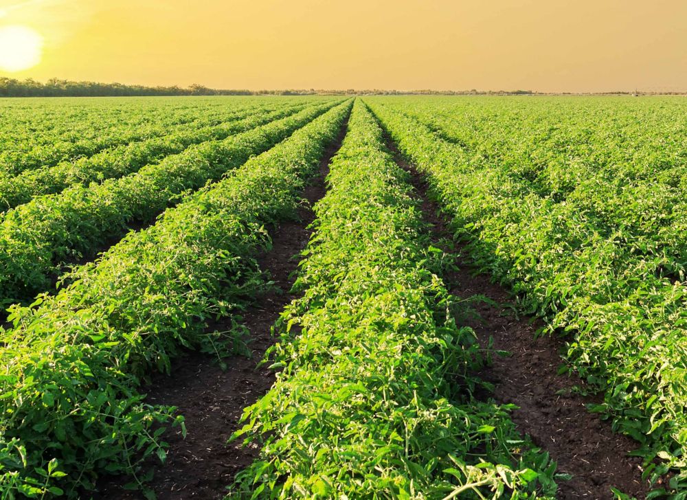 Rows of tomatoes growing in a large field as the sun sets. 