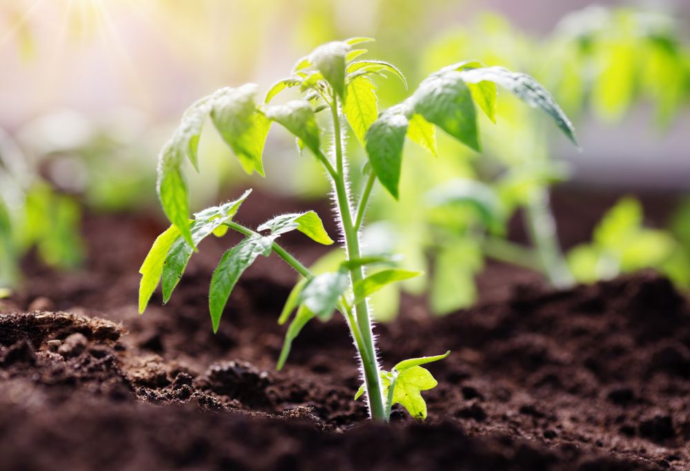 A tomato plant growing in fertile soil 