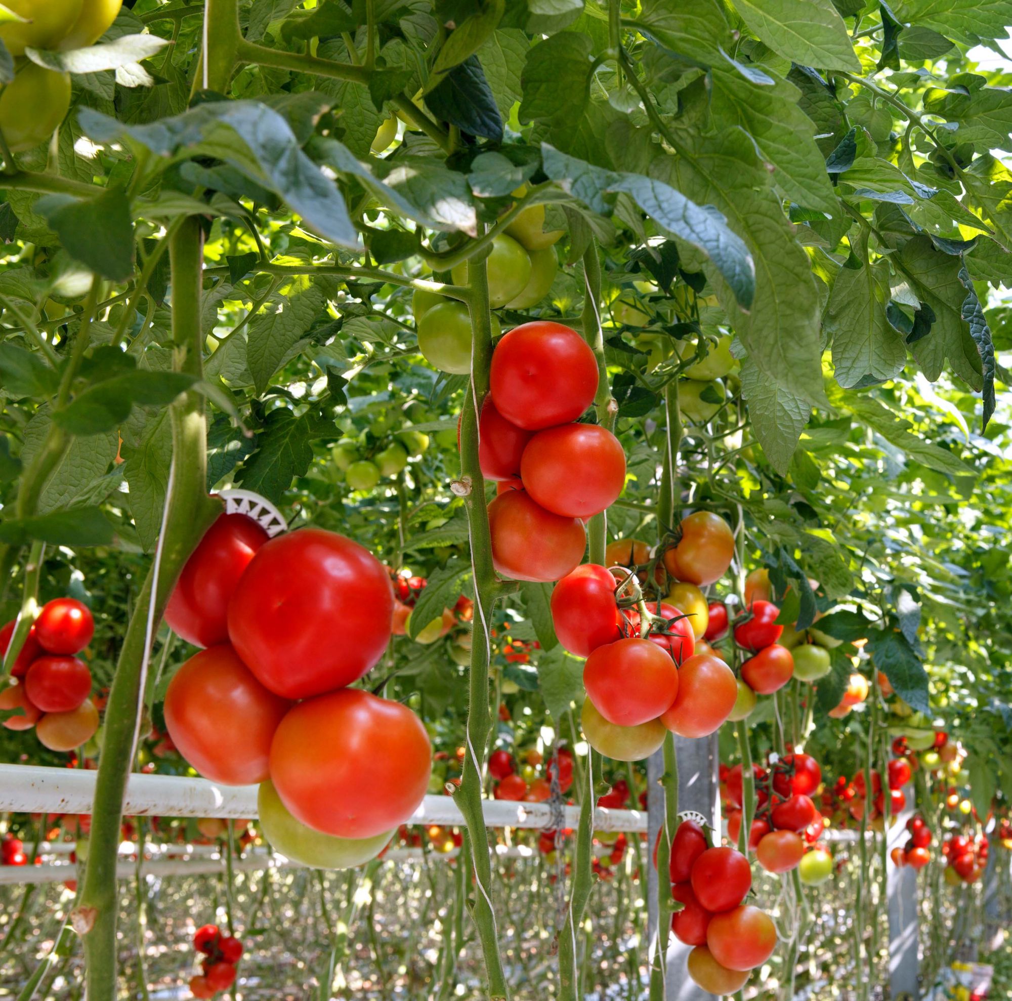 Rows of growing tomato plants on scaffolds 