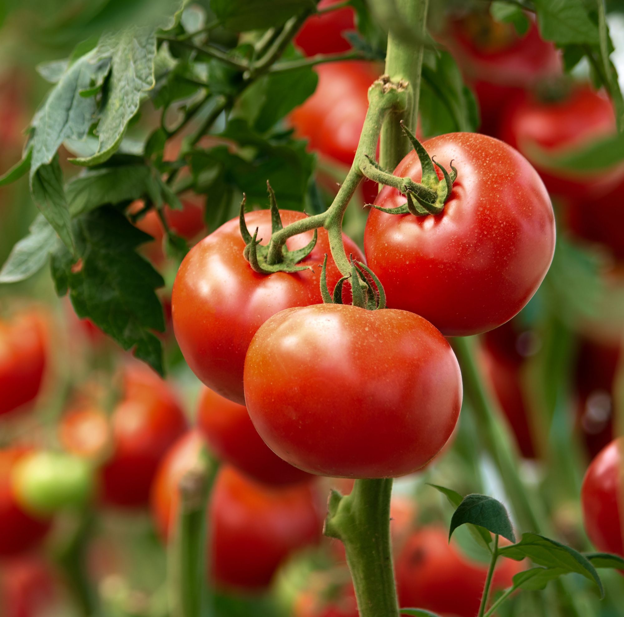Ripe red tomatoes dangling from a vine. 