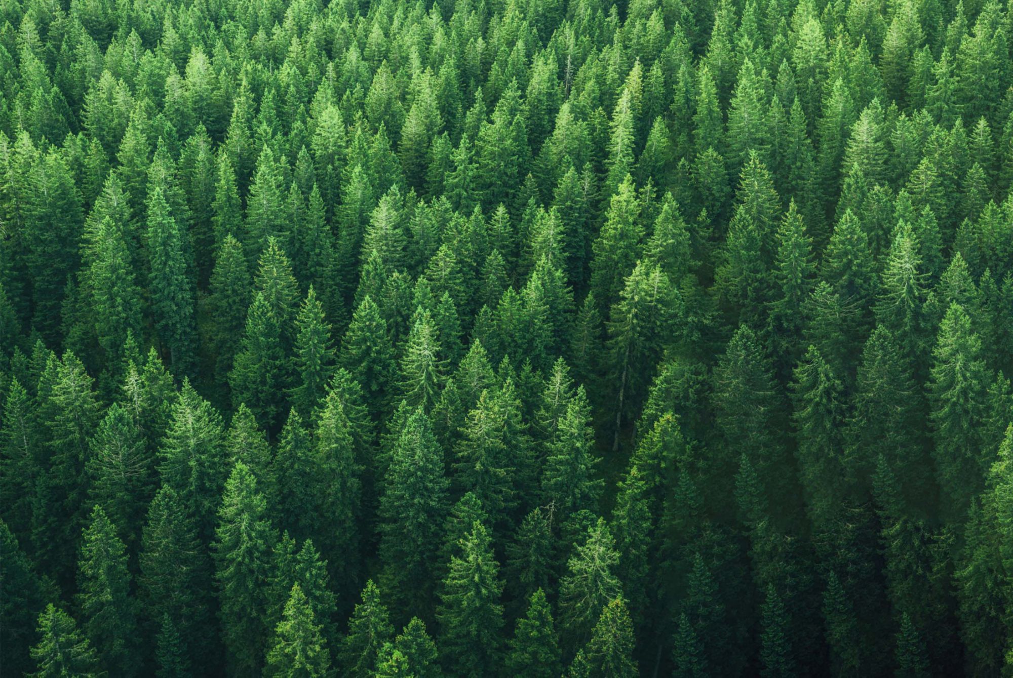 Tree forest in North America. 