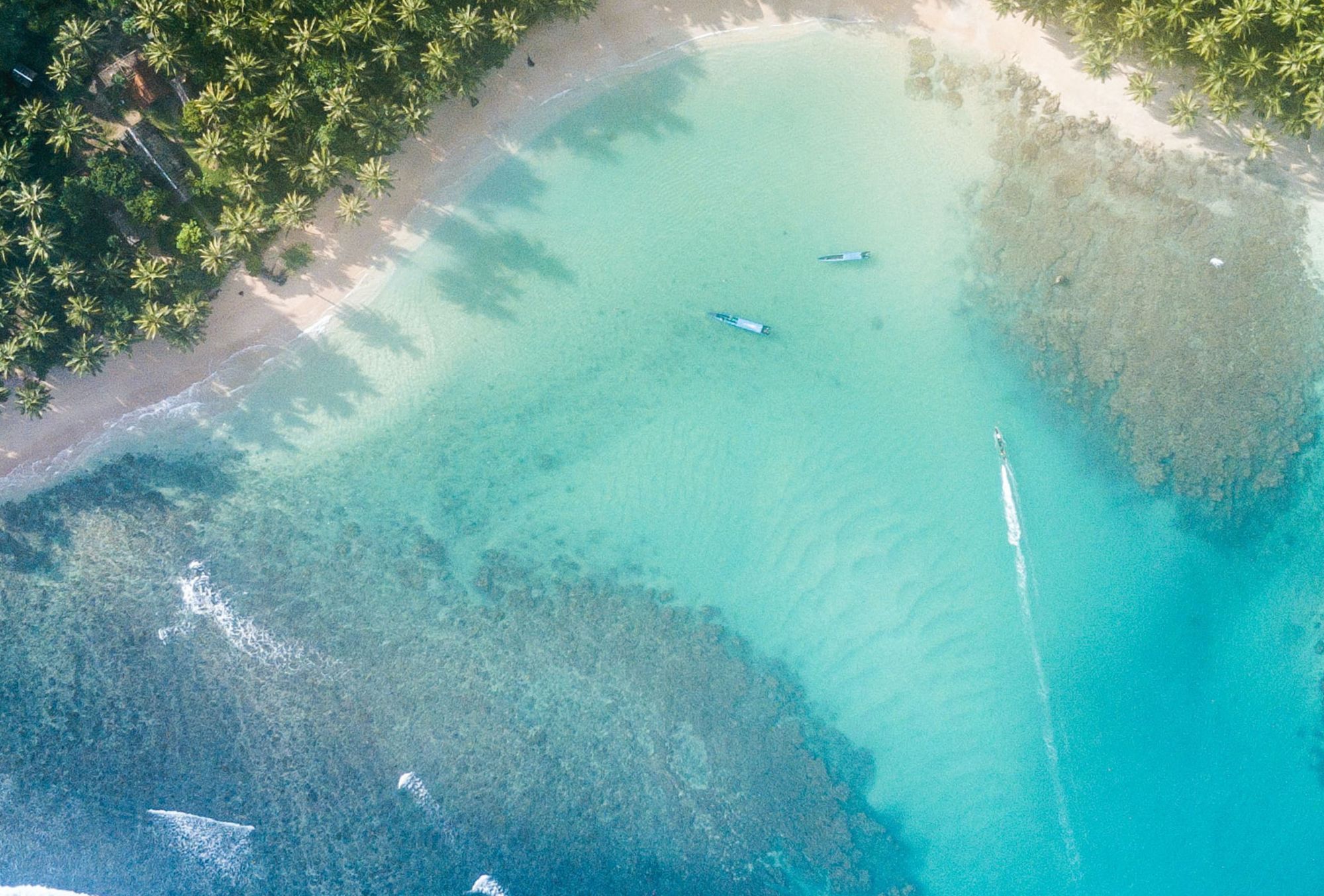 Aerial view of biodiversity in a forest beach. 