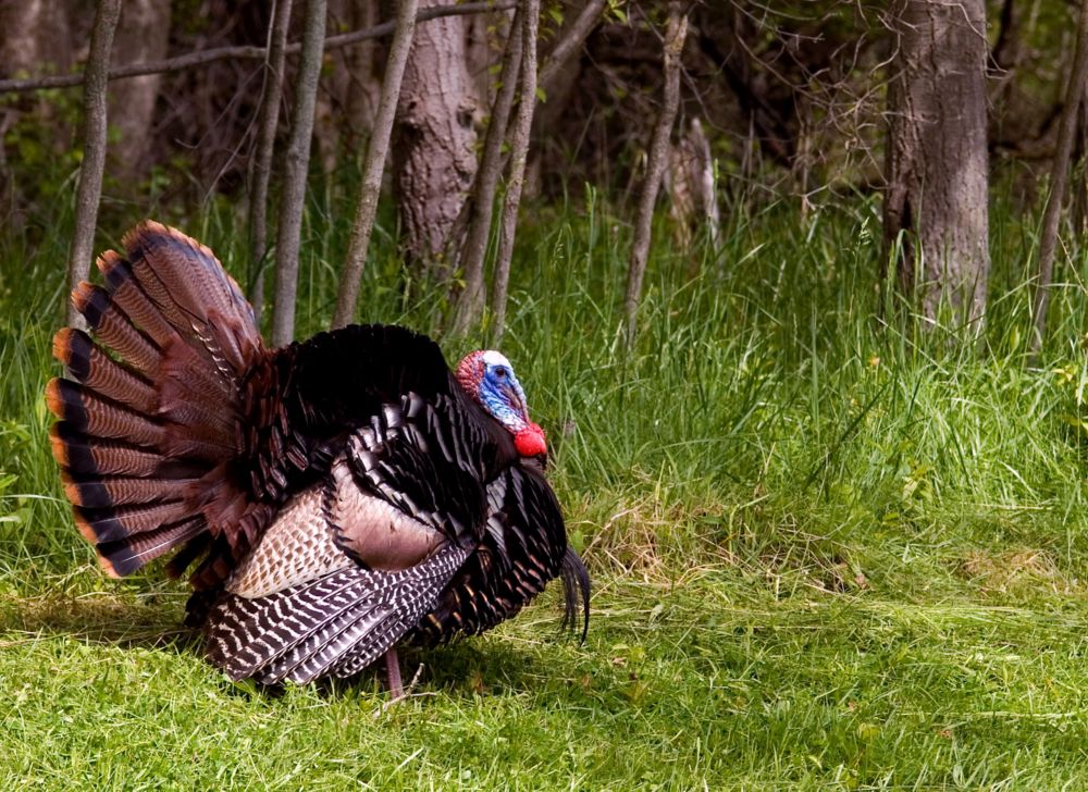A male turkey in the woods. 