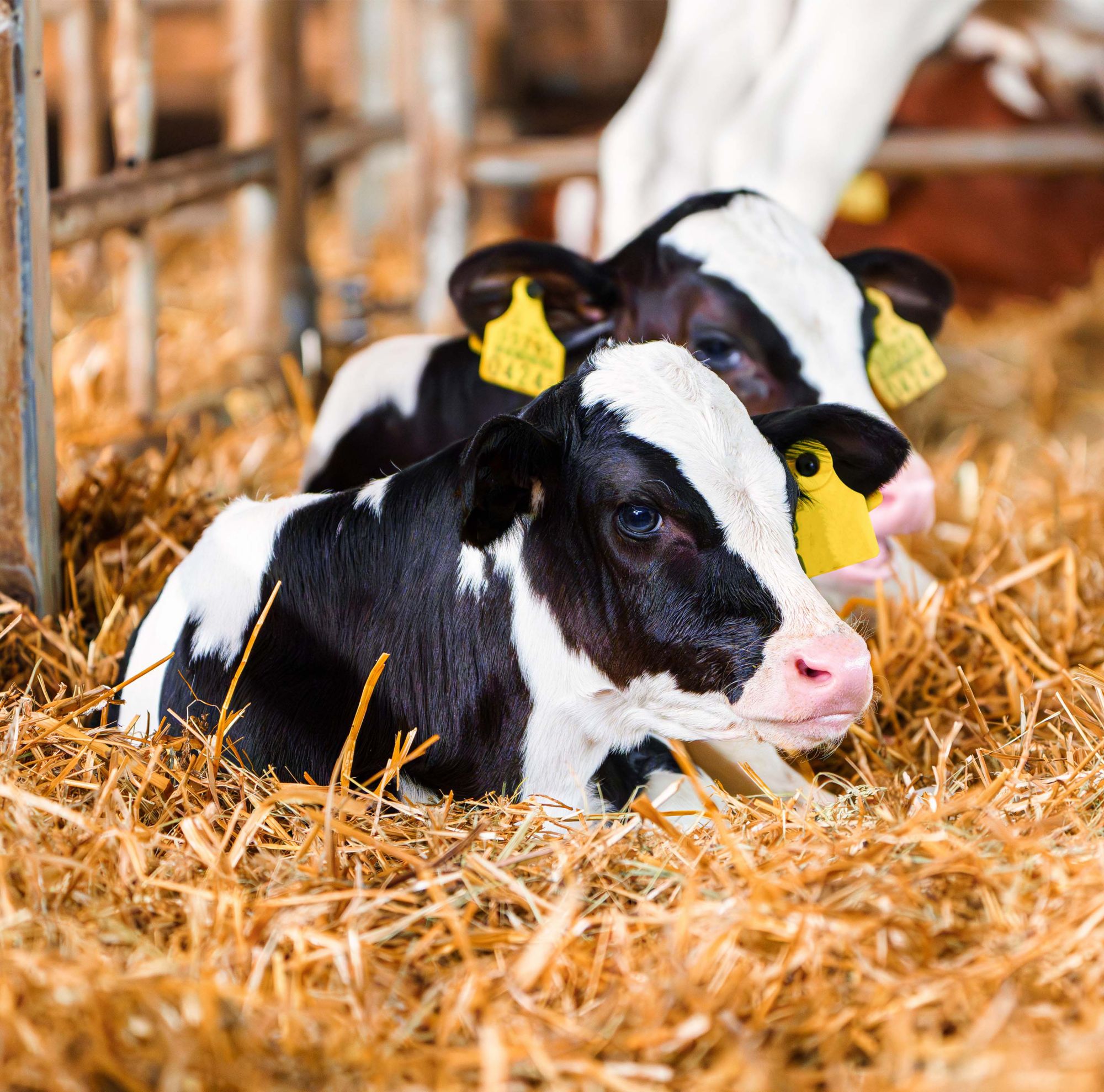 Two calves rest in hay.   