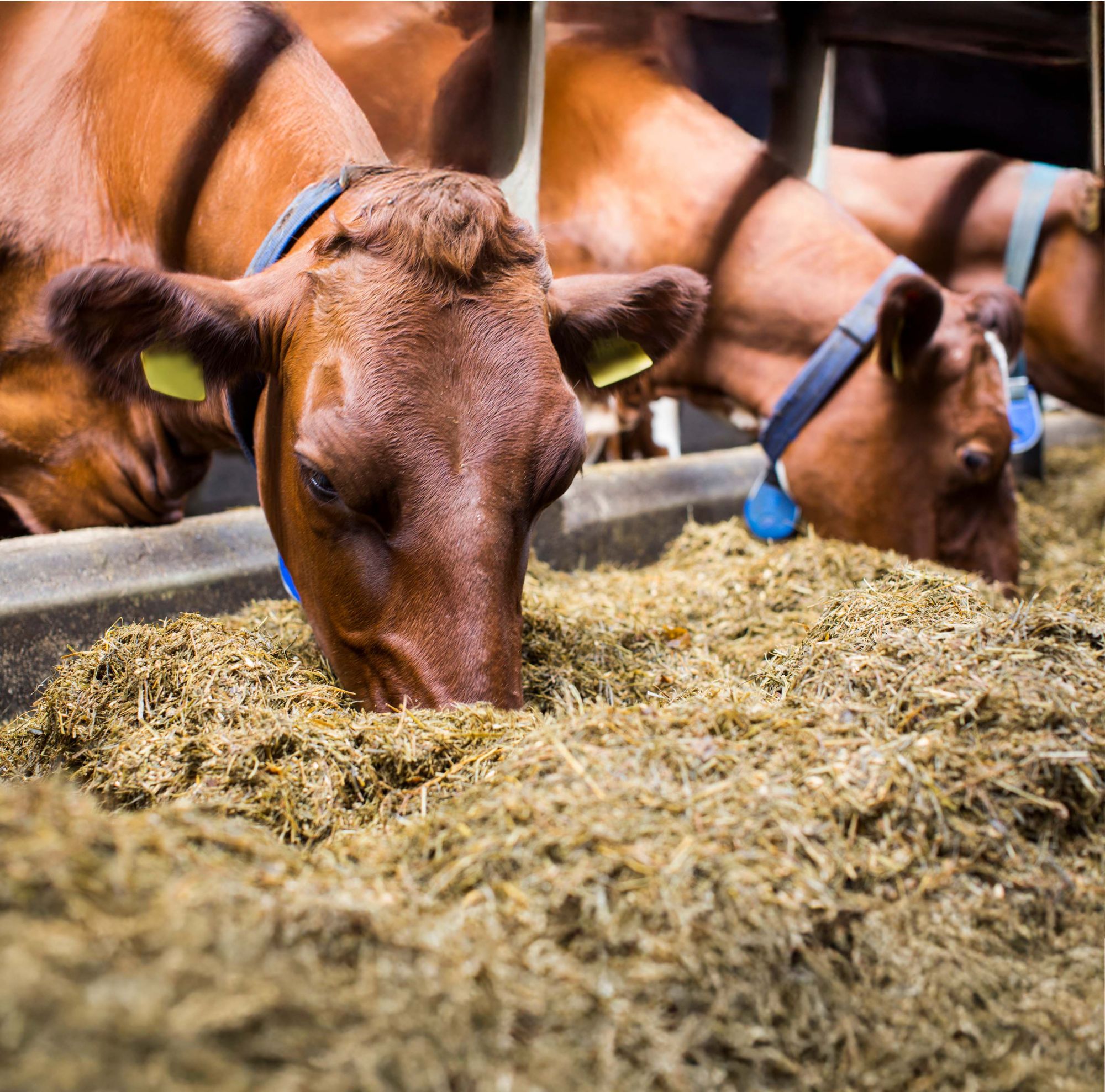 Cows eating hay.  