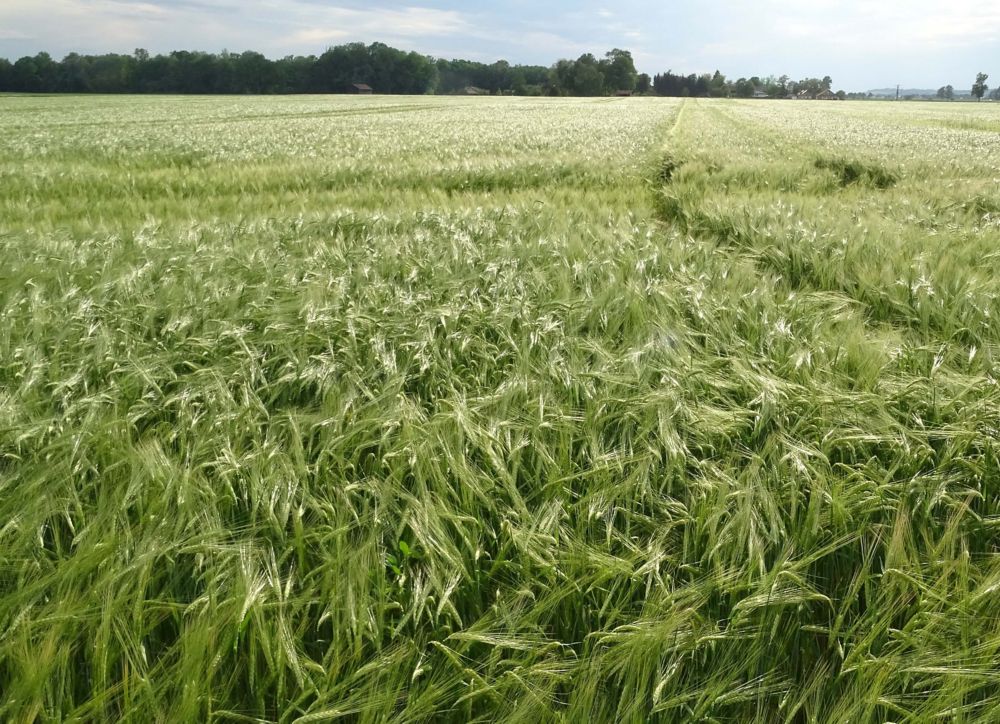 A field split in two, with one side treated with Adjust SL and upright and the other side untreated and lodged. 
