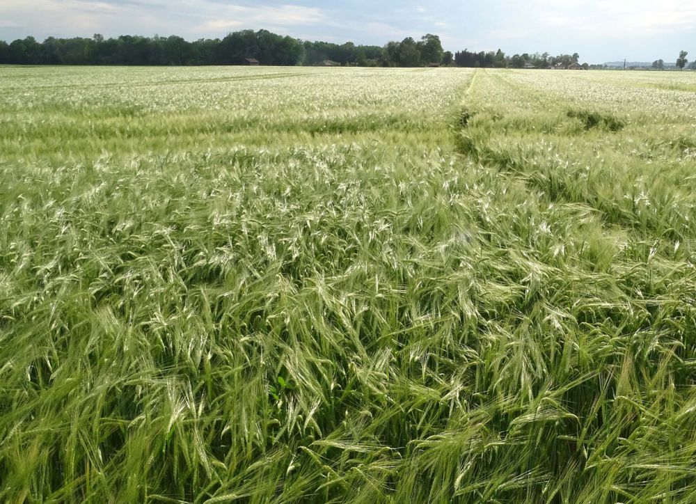 A field split in two, with one side treated with Adjust SL and upright and the other side untreated and lodged 