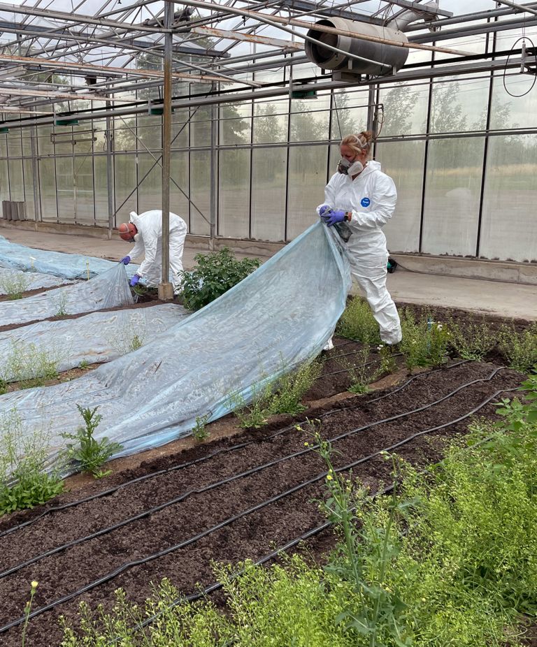 Two people in hazmat suits and respirator masks laying plastic tarp over vegetation in a greenhouse 