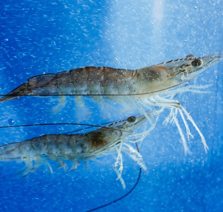 Two shrimp swimming. 
