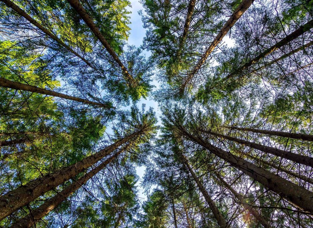 Pine trees extend into the sky on a sunny day as seen from the ground. 