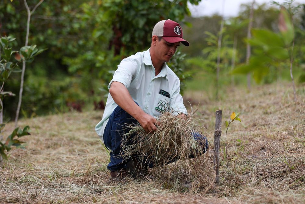 A person spreads hay to help protect a newly planted tree sapling.  