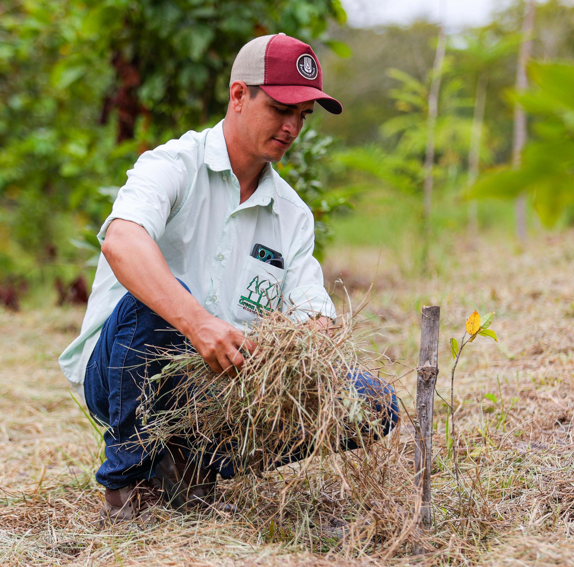 A person spreads hay to help protect a newly-planted tree seedling.  
