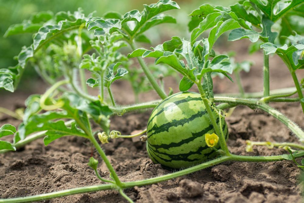 A growing watermelon on the soil 