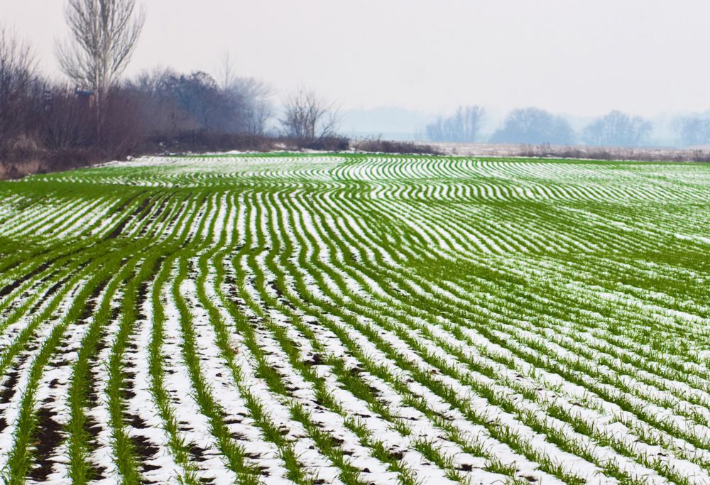 Wheat field with a light covering of snow 