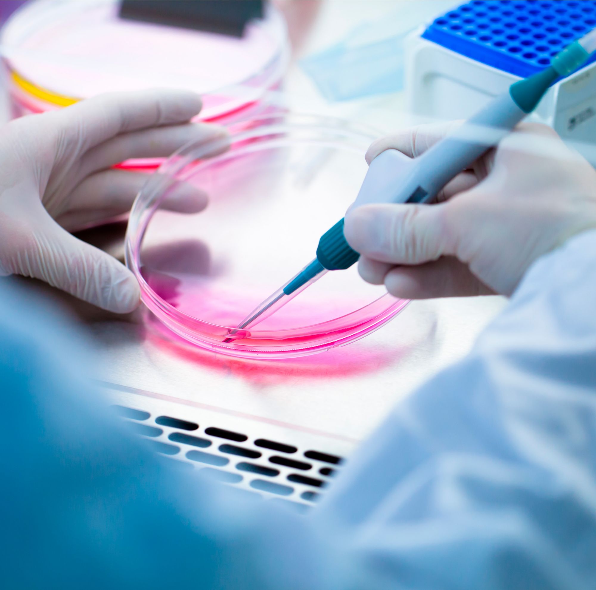 A researcher pipetting pink liquid from a petri dish under a hood 