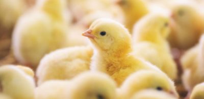 Close-up of a yellow chick among a group of fluffy chicks in soft, warm lighting. 