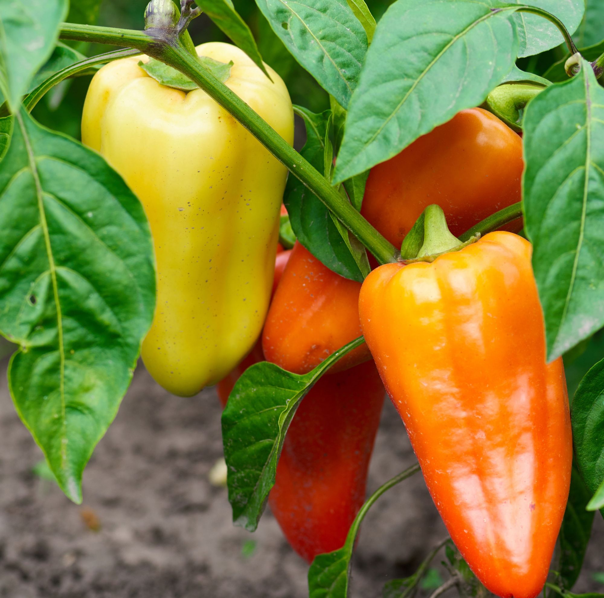 Yellow and orange bell peppers growing on vines 