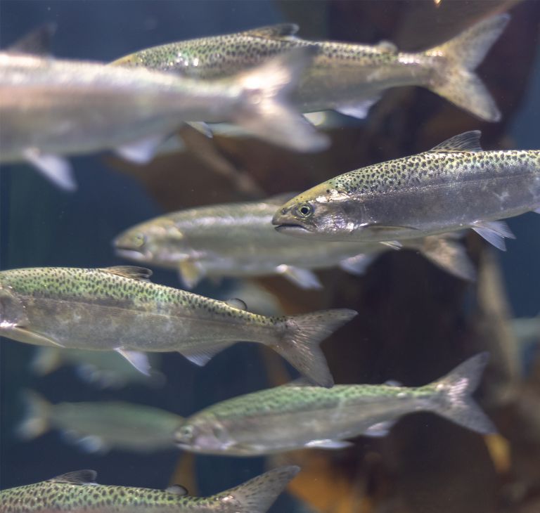 Young salmon in a tank. 