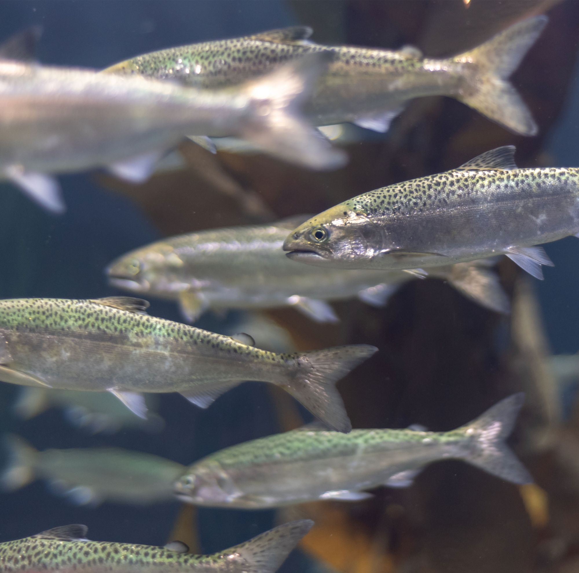 Young salmon swim in a tank.  