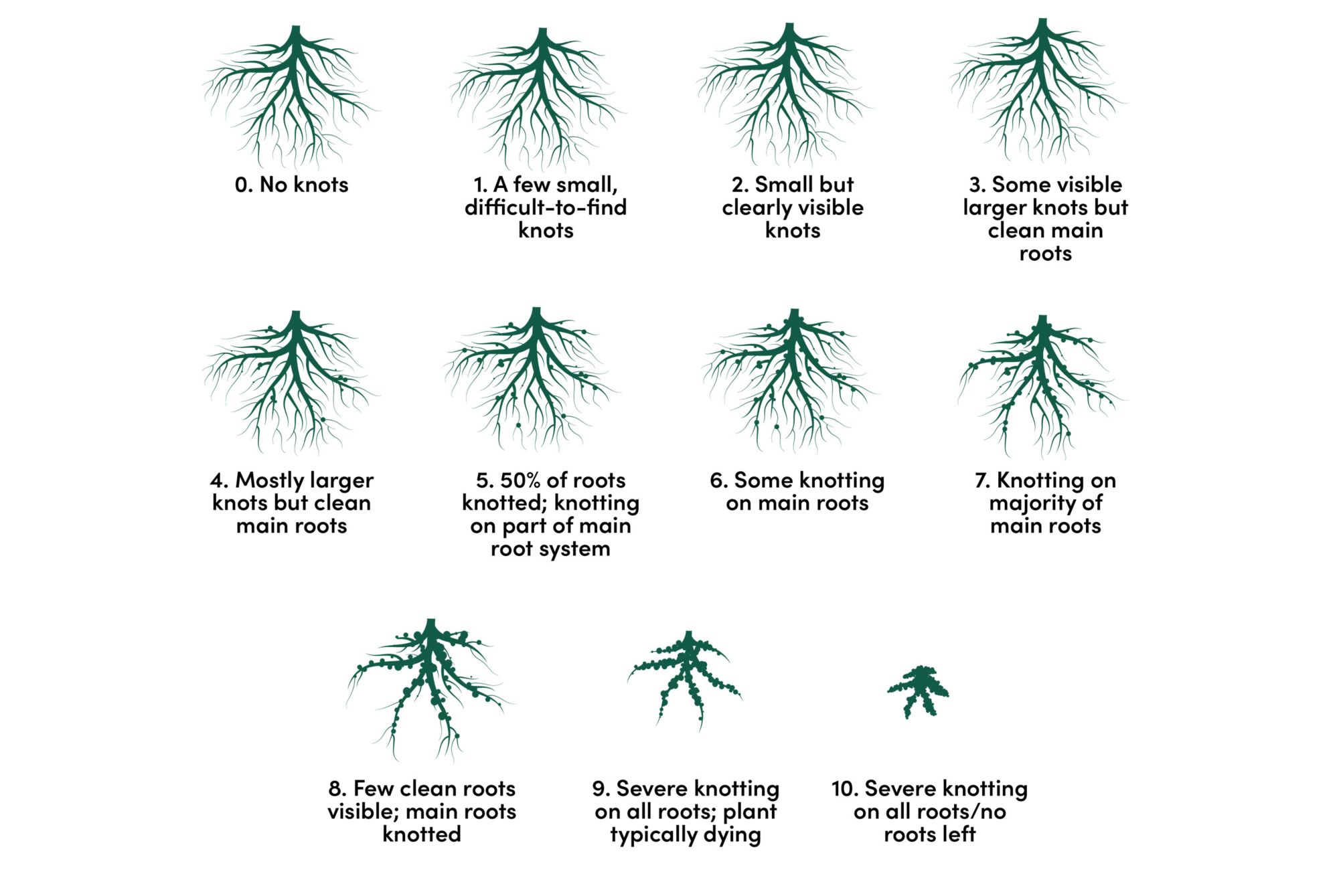 The diagram shows roots at different stages of knots on the Zeck scale, from healthy roots to complete root loss 