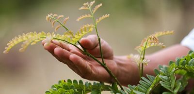 A person’s hand touches a tree seedling branch. 