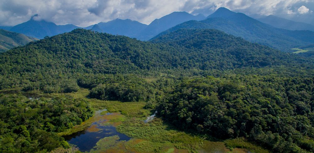 Eastman partnership will help with Brazilian forest restoration