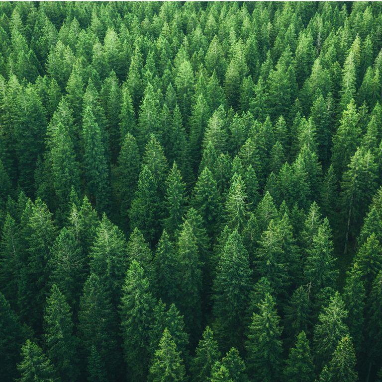 Forêt en Amérique du Nord 