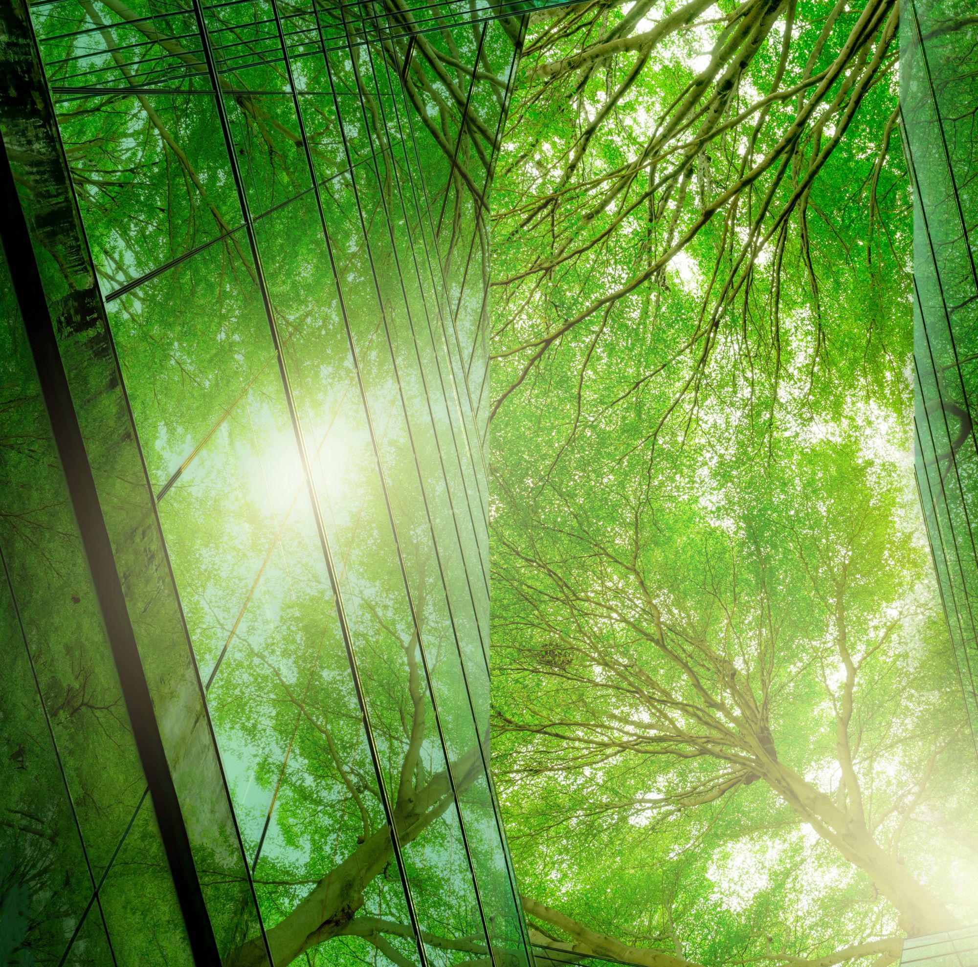 A sunlit green forest canopy reflected in a glass building. 